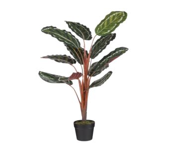 Rastlina CALATHEA