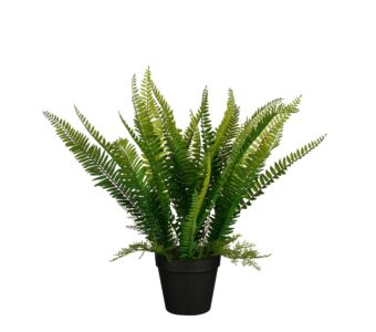 Rastlina FERN