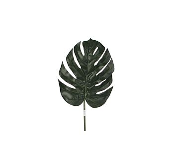 List MONSTERA