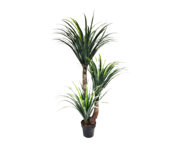Roža DRACAENA