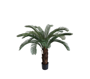 Roža CYCAS