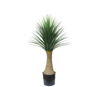 Roža DRACAENA