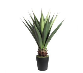Roža AGAVE