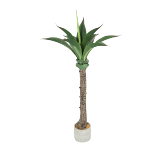 Roža AGAVE