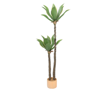 Roža AGAVE
