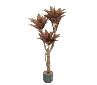 Roža AGAVE 