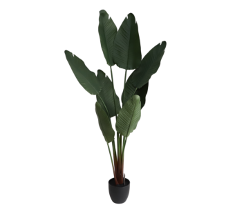 Roža BANANA TREE