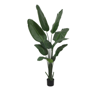 Roža BANANA TREE