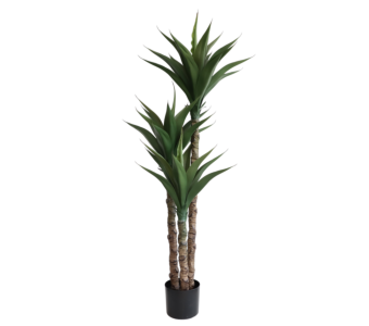 Roža DRACAENA